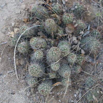 Cochemiea capensis, photographed by Bill Levine