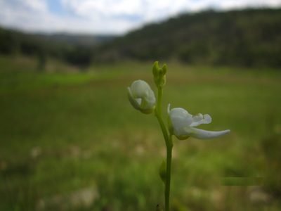 Utricularia livida, photographed by Romer N. Rabarijaona