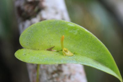 Pleurothallis bivalvis, photographed by Eugenio Padilla