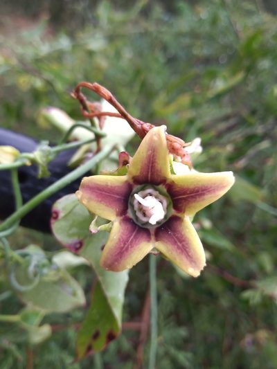 Araujia megapotamica, photographed by Agustina Collazo
