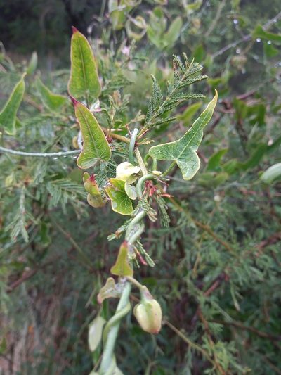 Araujia megapotamica, photographed by Agustina Collazo