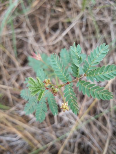 Desmanthus acuminatus, photographed by Agustina Collazo