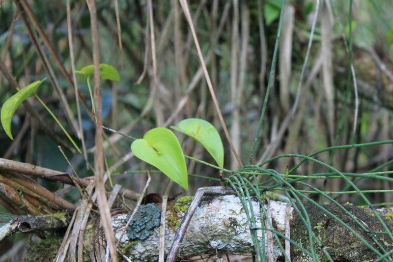 Pleurothallis bivalvis, photographed by Eugenio Padilla