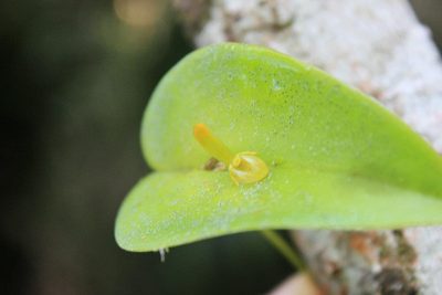 Pleurothallis bivalvis, photographed by Eugenio Padilla