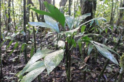 Chamaedorea ernesti-augusti, photographed by Eugenio Padilla