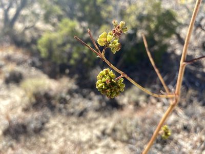Eriogonum alatum, photographed by Reid Hardin