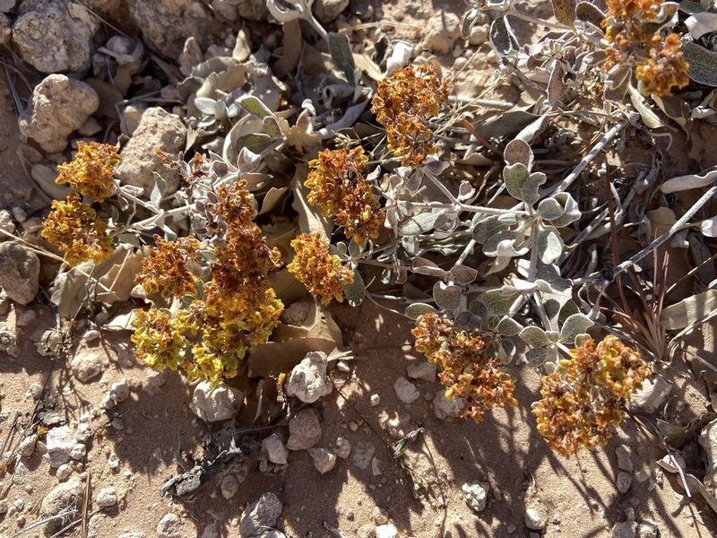 Eriogonum correllii, photographed by Reid Hardin