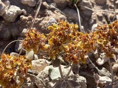 Eriogonum correllii, photographed by Reid Hardin
