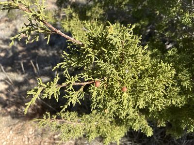 Juniperus pinchotii, photographed by Reid Hardin