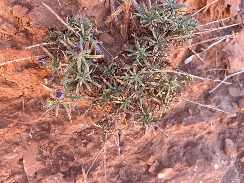Symphyotrichum fendleri, photographed by Reid Hardin