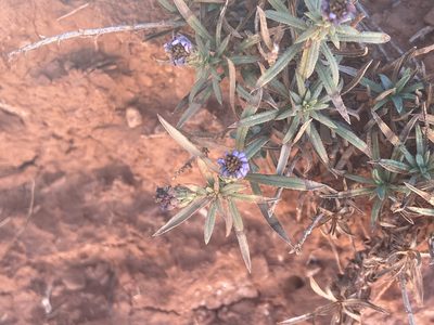 Symphyotrichum fendleri, photographed by Reid Hardin