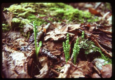 Botrychium montanum, photographed by Ed Alverson