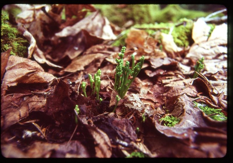 Botrychium montanum, photographed by Ed Alverson