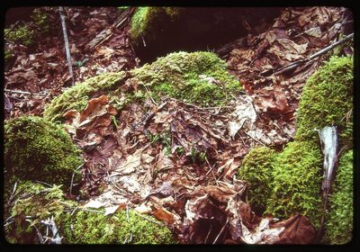 Botrychium montanum, photographed by Ed Alverson