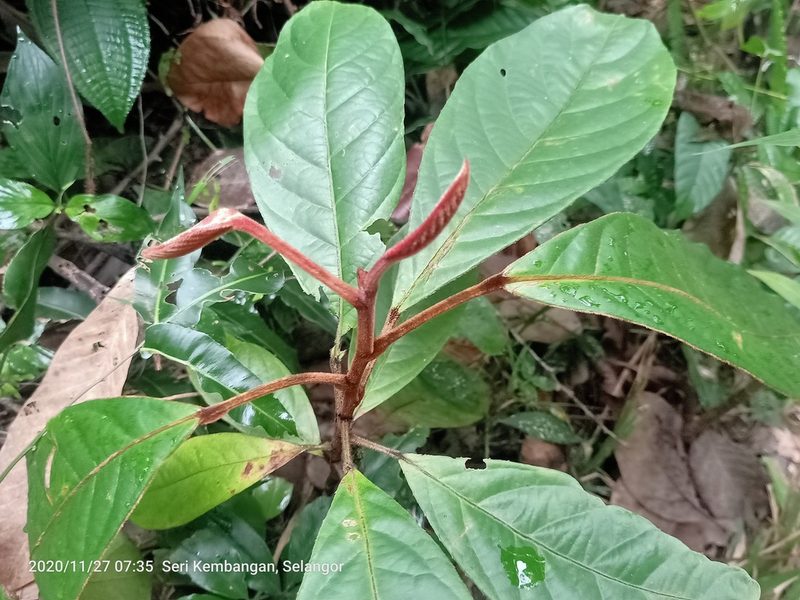 Elaeocarpus ferrugineus, photographed by Ong Jyh Seng