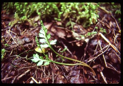 Botrychium pinnatum, photographed by Ed Alverson