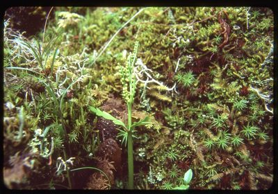 Botrychium lanceolatum, photographed by Ed Alverson
