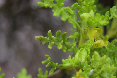 Lecocarpus pinnatifidus, photographed by Don Johnston