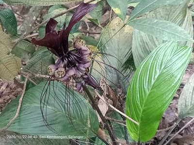 Tacca chantrieri, photographed by Ong Jyh Seng