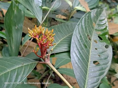 Ixora lobbii, photographed by Ong Jyh Seng