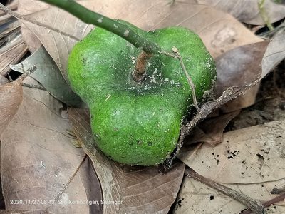 Hevea brasiliensis, photographed by Ong Jyh Seng