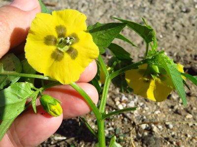 Physalis philadelphica, photographed by Annika Lindqvist