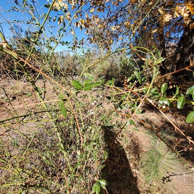 Ceanothus palmeri, photographed by Dan Horowitz