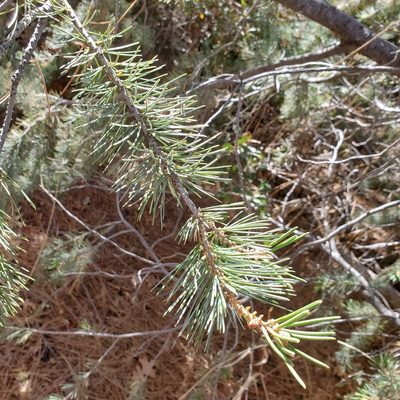 Pinus quadrifolia, photographed by Dan Horowitz