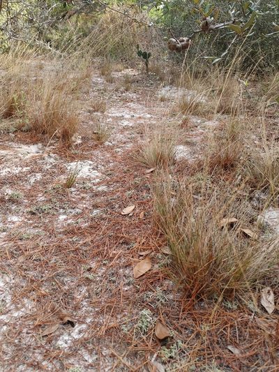 Aristida gyrans, photographed by Scott Allen Davis