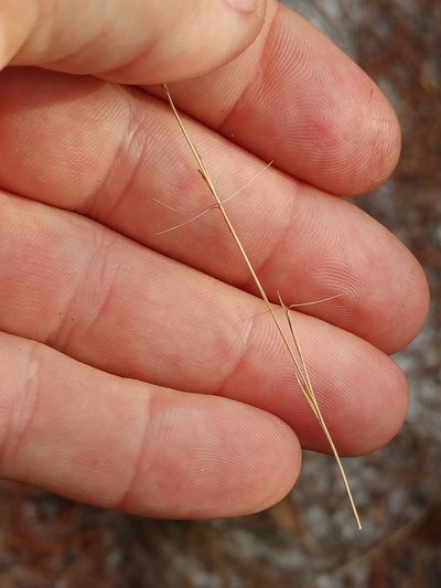 Aristida gyrans, photographed by Scott Allen Davis