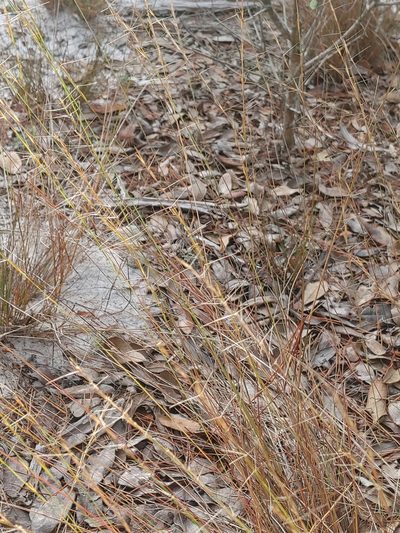 Aristida gyrans, photographed by Scott Allen Davis
