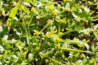 Ranunculus amphitrichus, photographed by M Rutherford