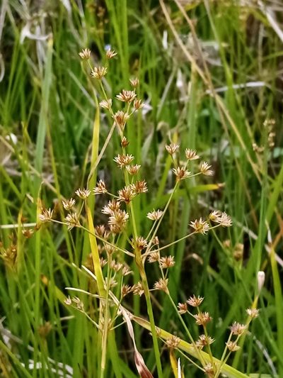 Juncus acuminatus, photographed by Joe Potter Butler