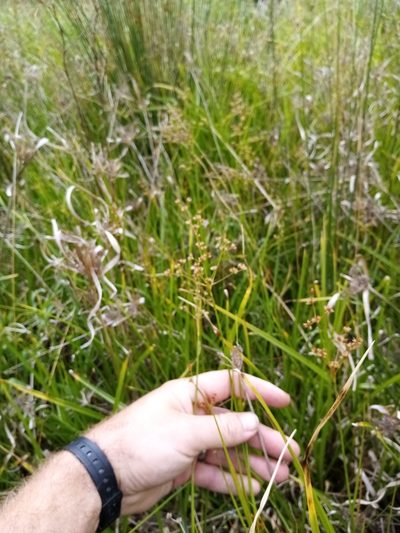 Juncus acuminatus, photographed by Joe Potter Butler