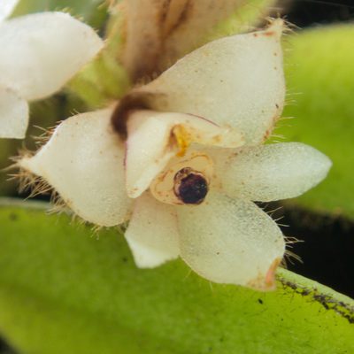 Trichotosia pulvinata, photographed by Gerard Chartier