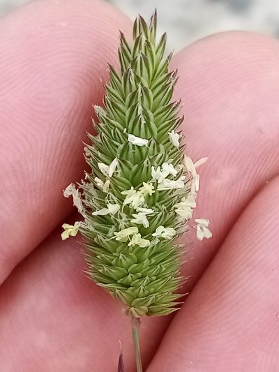 Phalaris minor, photographed by Joe Potter Butler