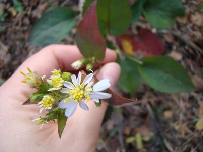 Symphyotrichum drummondii, photographed by Haley Daniels
