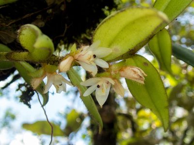 Trichotosia pulvinata, photographed by Gerard Chartier