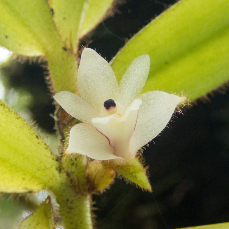 Trichotosia pulvinata, photographed by Gerard Chartier