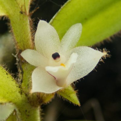 Trichotosia pulvinata, photographed by Gerard Chartier