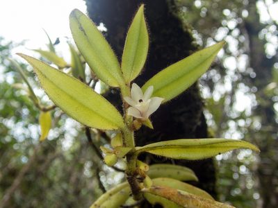Trichotosia pulvinata, photographed by Gerard Chartier