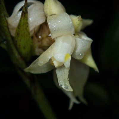 Tropidia curculigoides, photographed by Gerard Chartier