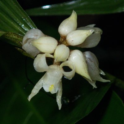 Tropidia curculigoides, photographed by Gerard Chartier