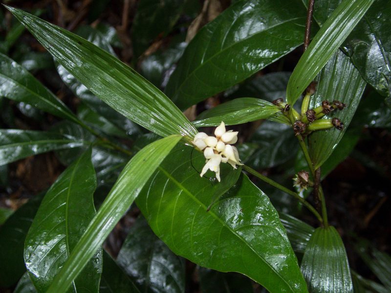 Tropidia curculigoides, photographed by Gerard Chartier