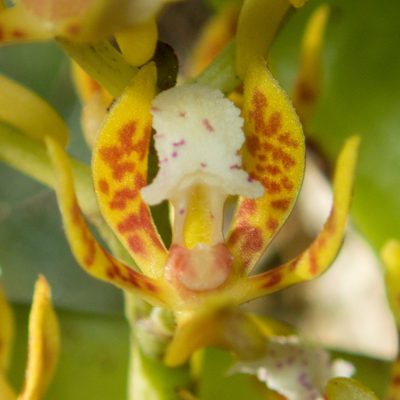 Acampe ochracea, photographed by Gerard Chartier