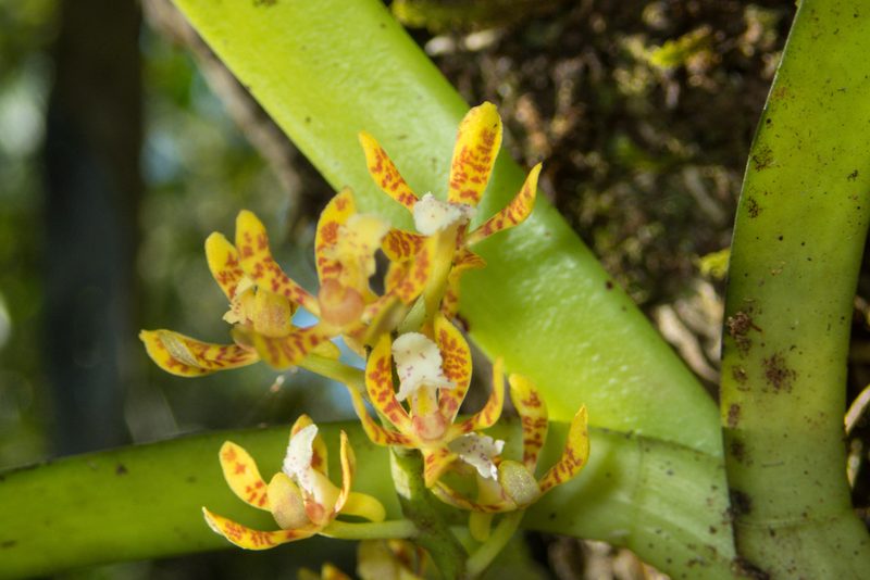 Acampe ochracea, photographed by Gerard Chartier