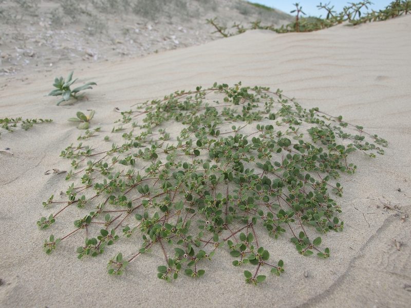Euphorbia vizcainensis, photographed by Jim Morefield