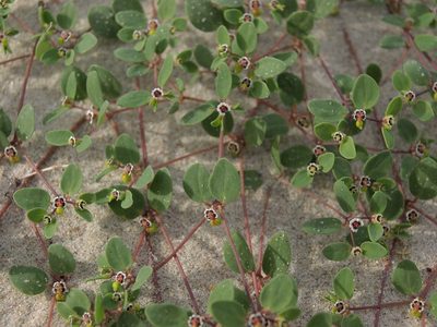 Euphorbia vizcainensis, photographed by Jim Morefield