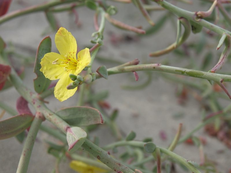 Eulobus crassifolius, photographed by Jim Morefield