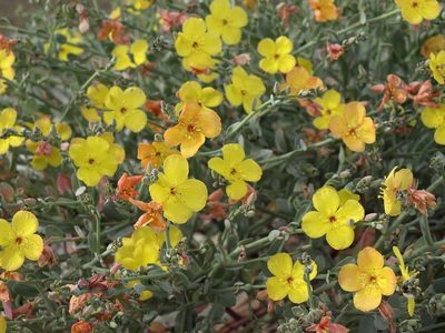 Eulobus crassifolius, photographed by Jim Morefield